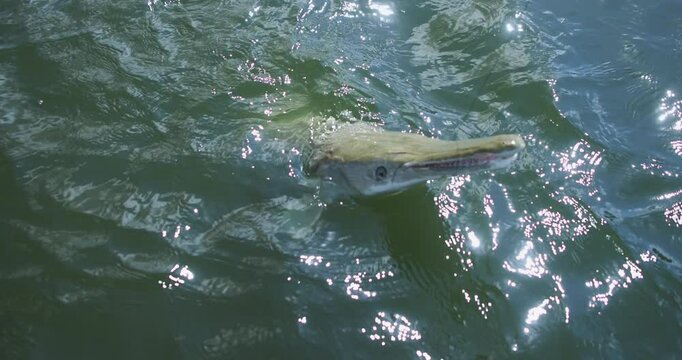 Alligator Gar Snapping For Air While Being Reeled in