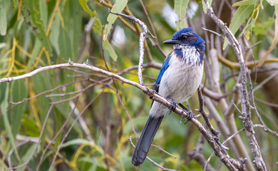 California scrub jay on tree branch