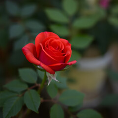 Fototapeta premium roses