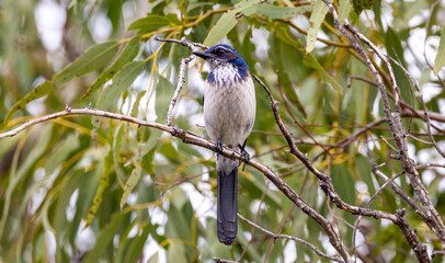 California scrub jay on tree branch