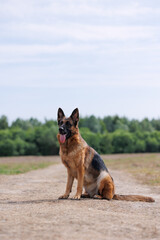Beautiful obedient german shepherd dog sitting in a field, forest in the background