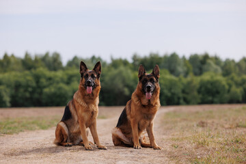 Two beautiful obedient german shepherd dogs sitting in a field, forest in the background