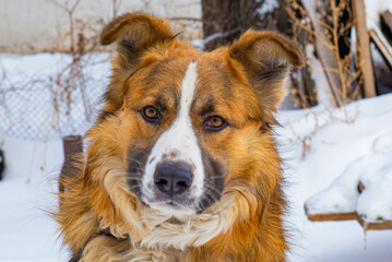A black and red dog lies on a chain in the snow. High quality photo