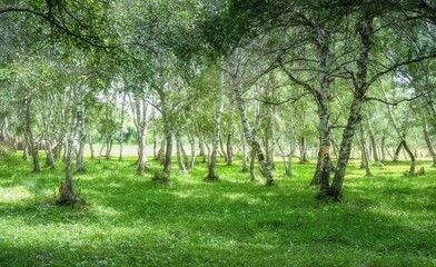 Serene forest landscape featuring vibrant green grass and birch trees under bright sunlight