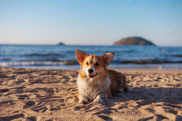 Red and white welsh corgi pembroke lying on the beach