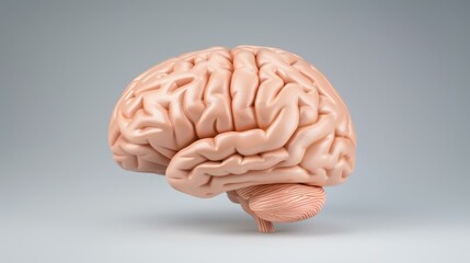 A stunning closeup of the human brain set against a minimal gray backdrop, showcasing the intricacy of our mind.