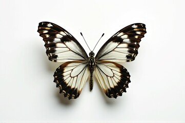 Obraz premium Black and white swallowtail butterfly with detailed wing patterns on white background