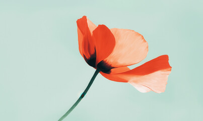 Elegant Red Poppy in Minimalistic Composition on Soft Pastel Background Highlighting Natural Beauty
