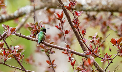 Costa's male purple pink hummingbird 