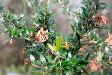 Close up of grevillea flowers in bloom