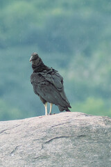 black vulture perched on a rock