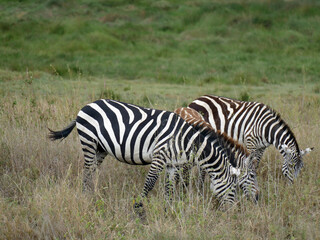 Three zebras grazing on dry grass in the savannah