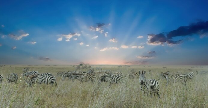 Herd of zebras grazing on dry grass in the savannah