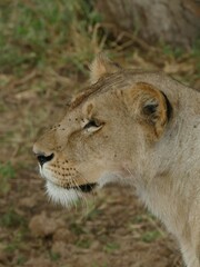 Lioness looking left with flies around her nose