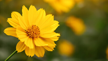 Close Up of a Yellow Flower in a Field and Copy Space