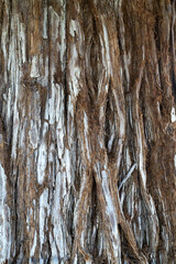 Obraz premium Close Up Tree Bark Abstract Design