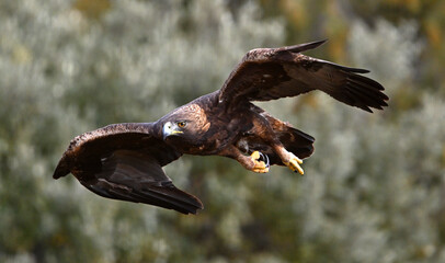 a majestic golden eagle in the mountain © alberto