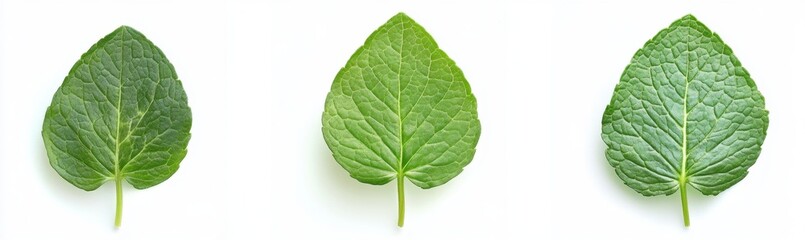 Obraz premium Three green leaves growth stages, white background, nature