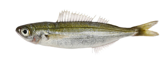 Boops boops fish isolated on white, clipping