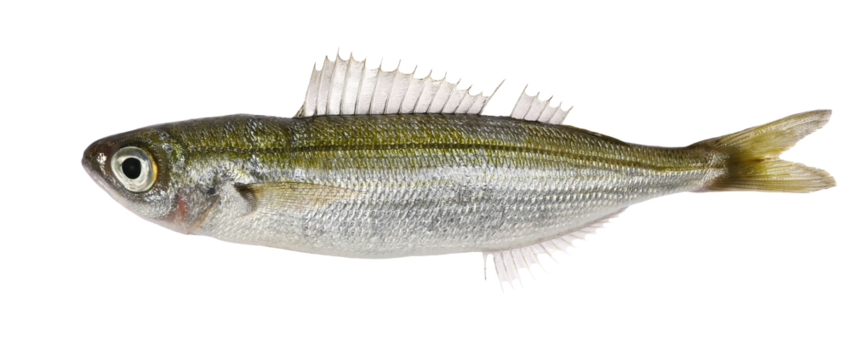 Boops boops fish isolated on white, clipping