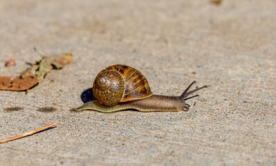 snail crawling across sand slime