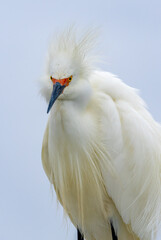 snowy egret close up portrait 