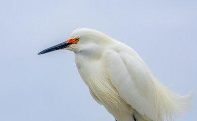 snowy egret close up portrait 