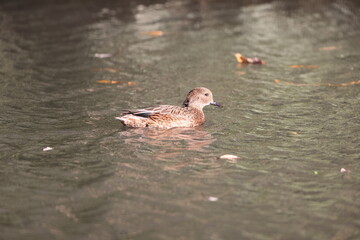 The falcated duck or falcated teal (Mareca falcata) is a gadwall-sized dabbling duck from the east Palearctic. This photo was taken in Japan.