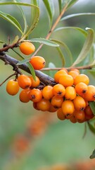 A close-up of a sea buckthorn branch with vibrant orange berries and silvery-green leaves. A natural and organic composition highlighting healthy superfoods and herbal remedies.