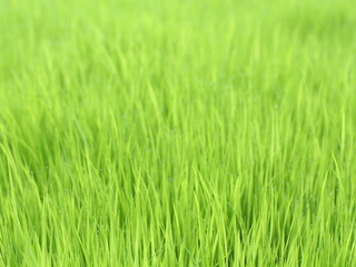 Rice plant background, selective focus texture of young fresh green rice seedlings leaving empty white space on top