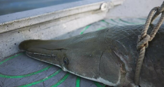 Alligator Gar Fish Head Closeup