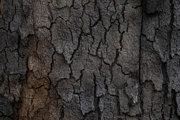 Texture of tree bark as background, closeup