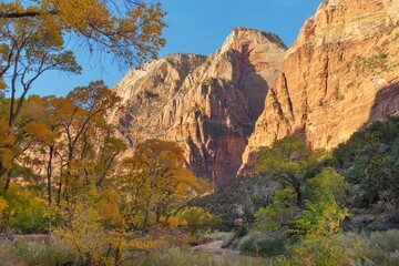 Grove of cottonwood trees in fall color, Zion National Park, Utah.
