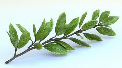 Obraz premium Green branch, leaves, studio, white background, design