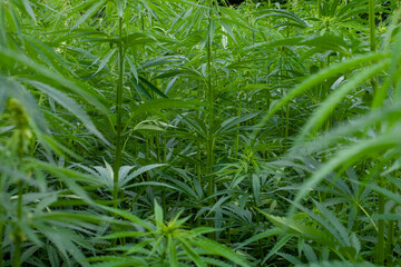 Dense Green Cannabis Plant Field