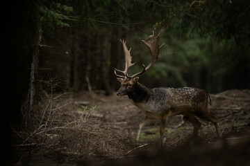 Male of fallow deer is walking through the forest. Deer during the rutting season. European wildlife.