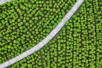 Lush green park with winding pathway through vibrant shrubbery taken from an aerial perspective in bright daylight