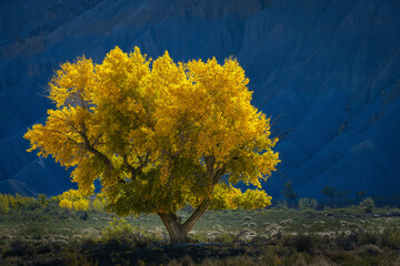 USA, Utah. Backlit yellow cottonwood tree in autumn.