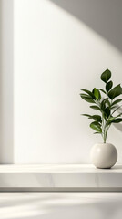 Obraz premium Minimalist potted plant with natural light on white backdrop