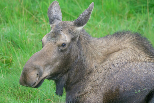 Moose in the Grass, Alaska 