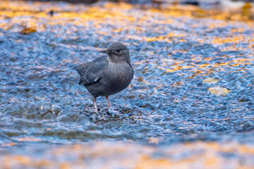 USA, Utah, Grand Staircase Escalante National Monument. American dipper bird in Calf Creek.