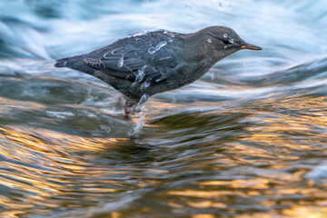 USA, Utah, Grand Staircase Escalante National Monument. American dipper bird in Calf Creek.