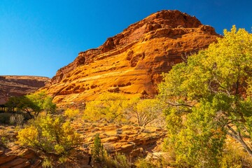 USA, Utah, Glen Canyon National Recreation Area. Rocky cliff with trees in fall color.