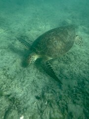 Fototapeta premium Turtle Indonesia