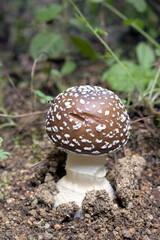 fungo mushroom panther cap, amanita pantherina, amanitaceae