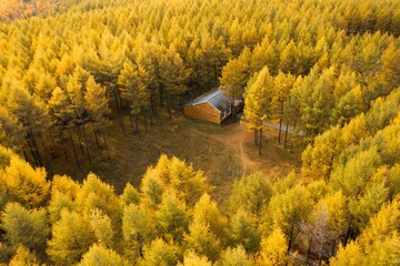 Cabin surrounded by golden autumn trees in a tranquil forest landscape