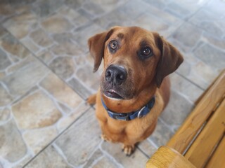 Portrait of a mixed breed dog