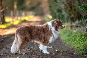 Portrait d'un chien de race berger australien dans la nature
