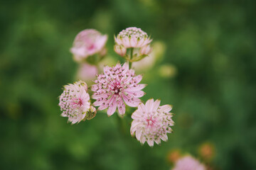 Nature background with light tender pink astranita flowers growing in sumer garden