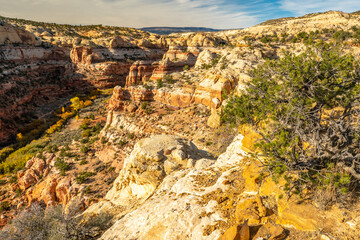 USA, Utah, Grand Staircase Escalante National Monument. Eroded rock formations and tree.